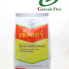 เซ็งคอร์
