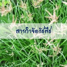 สารกำจัดวัชพืช