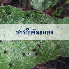สารกำจัดแมลง