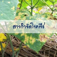 สารกำจัดโรคพืช