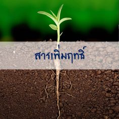 สารเพิ่มฤทธิ์