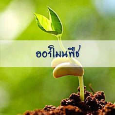 ฮอร์โมนพืช
